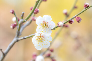 梅の花
