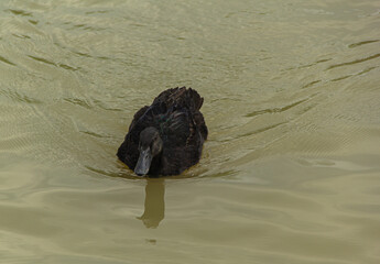 wild female duck in water