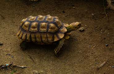 giant tortoise resting