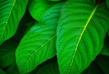 Fototapeta premium Intricate veins of lush, vibrant green leaves, texture background, green background