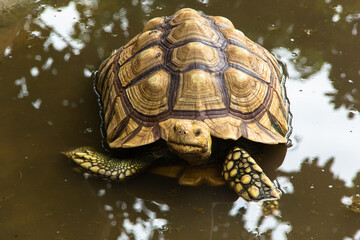 giant tortoise resting