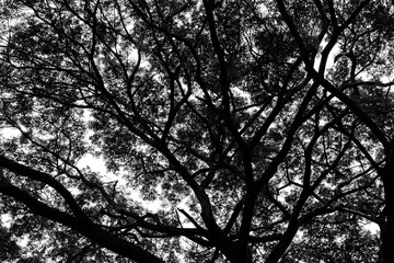 Nice green leaf and tree canopy