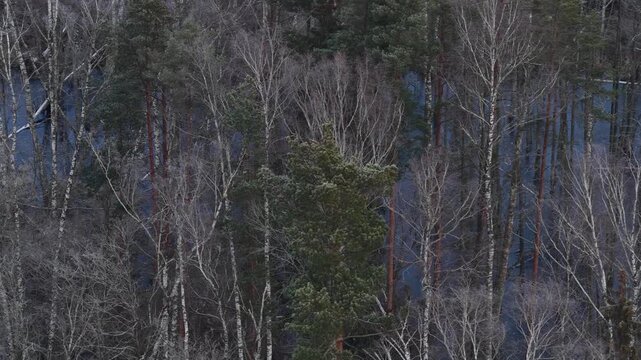 Drone view of a frozen swamp with leafless trees and fallen trunks creating abstract natural patterns in a cold, desolate winter landscape.
