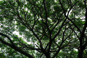 Nice green leaf and tree canopy