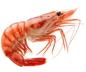 fresh shrimp on isolated background.