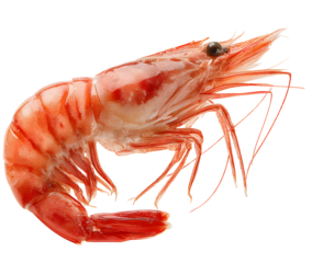 fresh shrimp on isolated background.