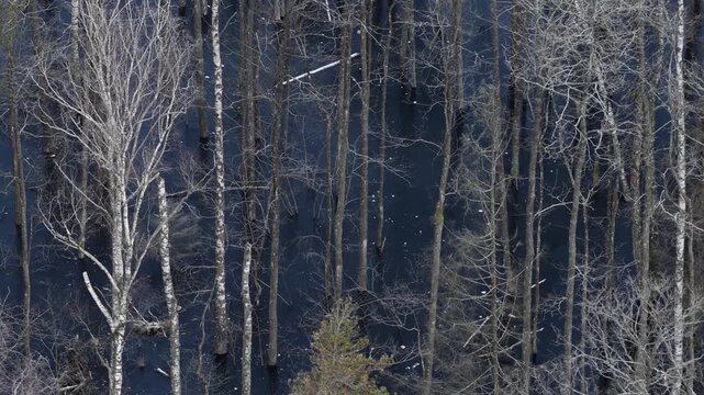 Drone view of a frozen swamp with leafless trees and fallen trunks creating abstract natural patterns in a cold, desolate winter landscape.