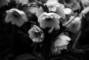 Fototapeta premium 春の花