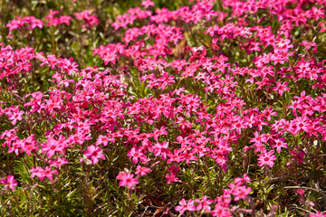 Flowers in the garden