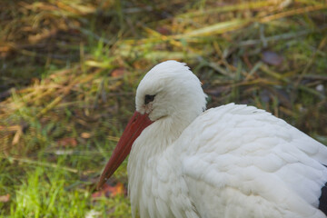 White stork close-up portrait in natural daylight