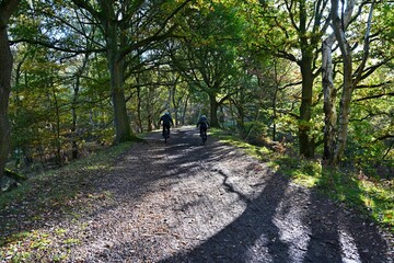 Cyclists on forest trail with sunlight, autumn leaves, and trees