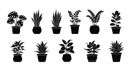A collection of various potted indoor plants in a black and white style