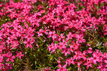 Obraz premium pink flowers in the garden