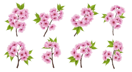 Delicate pink cherry blossoms bring a touch of spring to your designs, perfect for invitations and backgrounds