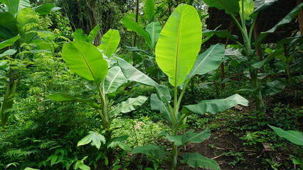 Vibrant Green Banana Leaves in a Plantation Landscape