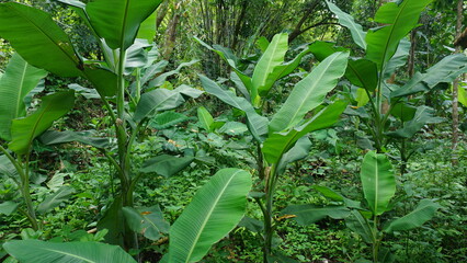 Vibrant Green Banana Leaves in a Plantation Landscape