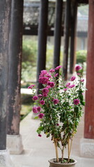 The classical architectures view located in the old temple of the China