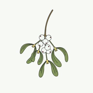 Simple Mistletoe Sprig with White Berries and Green Leaves Vector