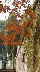 The classical architectures view located in the old temple of the China