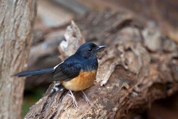 White-rumped Shama, Copsychus malabaricus, perched on log