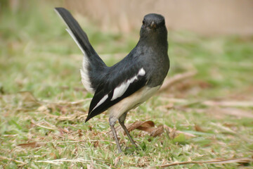 Oriental Magpie-Robin, Copsychus saularis, with tail cocked