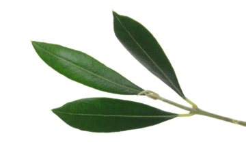 Close up olive tree, twig with fresh green leaves isolated on white background, clipping path	