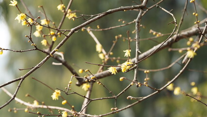 The yellow flowers blooming in the temple yard in winter