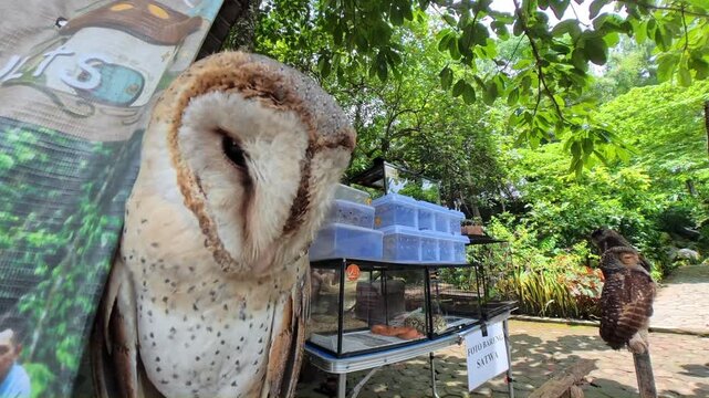 West Java, Indonesia - November 23, 2025.
Owls are a popular photo spot at a tourist attraction.