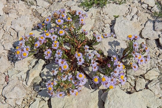 Close-up of sea aster (tripolium pannonicum), also known as sea blite aster and shore aster, a flowering plant found along sea coasts and in salt marshes, in rocky shorebed in sunny summer weather, Vi
