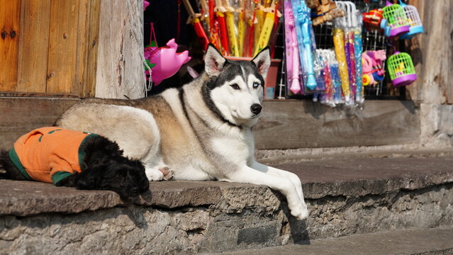 One cute husky dog having a rest under the warm sunlight in winter