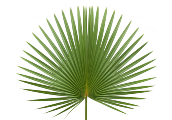 Green palm leaf fan shape isolated on a transparent background tropical nature