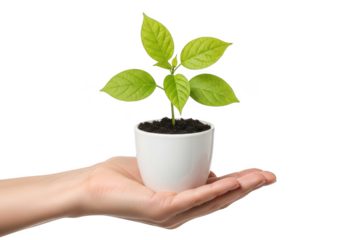 Hand holding small green plant in white pot isolated on a transparent background