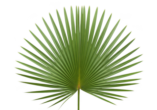 Green palm leaf fan shape isolated on a transparent background tropical nature
