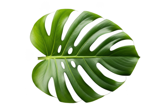 Green Monstera Deliciosa leaf with holes isolated on a transparent background plant