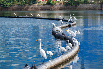 Egrets Perched on a Circular Oil Boom in Blue Water, Hong Kong