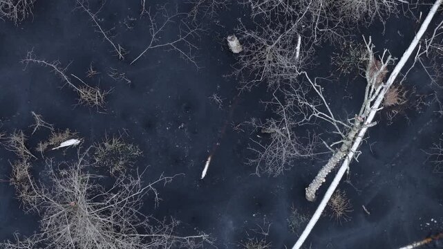 Drone view of a frozen swamp with leafless trees and fallen trunks creating abstract natural patterns in a cold, desolate winter landscape.