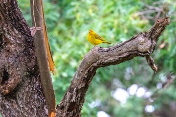 Saffron finch, also known as the true canary, ground canary, garden canary, roof canary, field canary, little canary, ground canary, crown-tailed canary, and fire-headed canary. Sicalis flaveola.