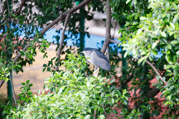 Black-Crowned Night Heron Hidden in Bright Green Urban Foliage