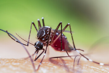 Mosquito Close-Up: A detailed shot of a mosquito, showcasing its intricate anatomy and feeding behavior.