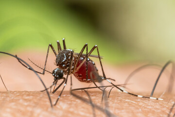 Mosquito on Skin: A close-up view of a mosquito in the act of feeding, its intricate details revealed against the texture of human skin, a stark illustration of the micro-world.