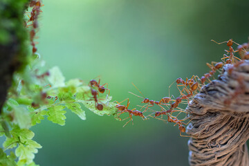 Teamwork of Ants: A colony of ants demonstrates impressive teamwork, creating a living bridge across a chasm in the natural environment.