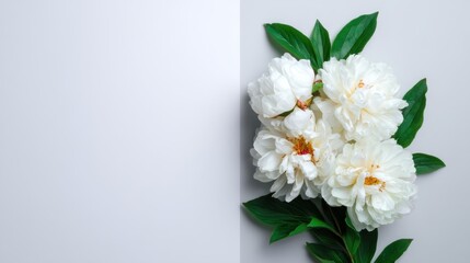 Obraz premium Elegant White Peony Bouquet with Lush Green Leaves on a Minimalist Grey Background for Floral Arrangement or Wedding Decor