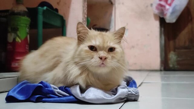 Ginger Cat Resting: A captivating ginger cat with striking eyes rests elegantly, its soft fur gently contrasting against a casual blue fabric backdrop.