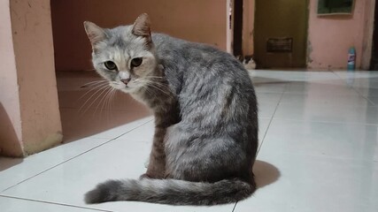 Graceful Cat in the Home: An eye-level, intimate shot of a grey cat, a serene scene. This image reveals a gentle glimpse of the feline's calm personality.