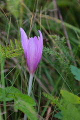 ​A close-up view of a delicate purple meadow saffron (colchicum) flower growing among dense green grass and other woodland vegetation. The goblet-like petals of the flower are closed, emphasizing its 
