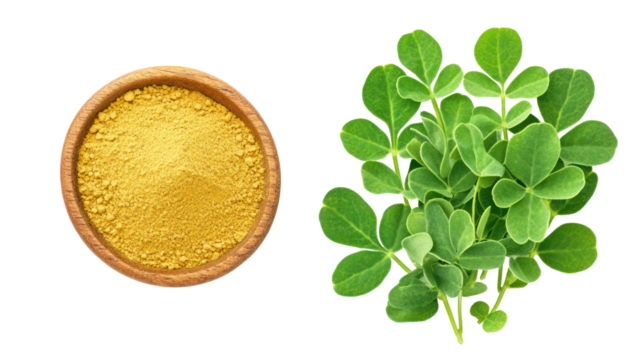 Vibrant fresh hibiscus leaves with textured surface and fine detail on transparent background