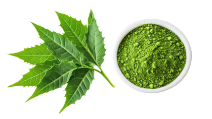 Vibrant neem leaves and smooth neem leaf powder overhead two on transparent background