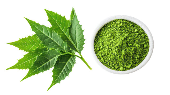 Vibrant neem leaves and smooth neem leaf powder overhead two on transparent background
