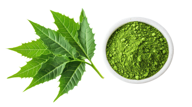 Vibrant neem leaves and smooth neem leaf powder overhead two on transparent background