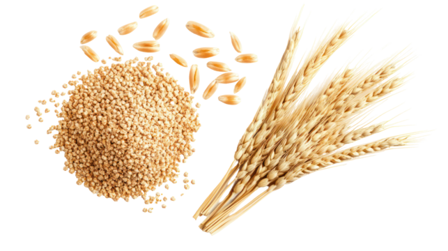 Wheat grains and stalks isolated on transparent background